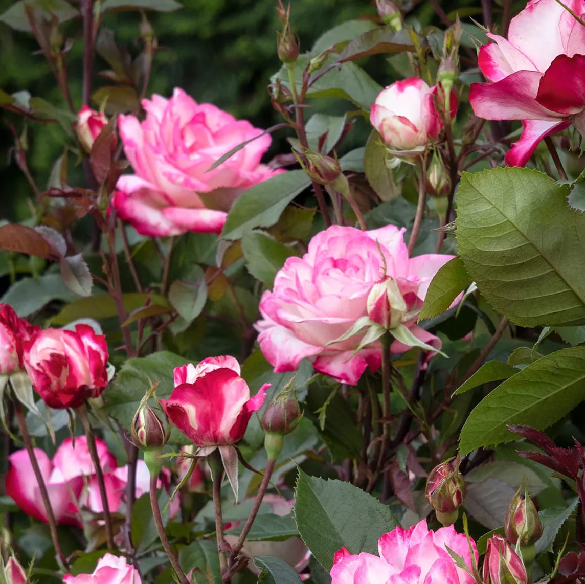 ’Grace N’ Grit’-ruusut kukkivat upeasti vaaleanpunaisella ombre-kukinnalla, ja ne ovat myös kestäviä!