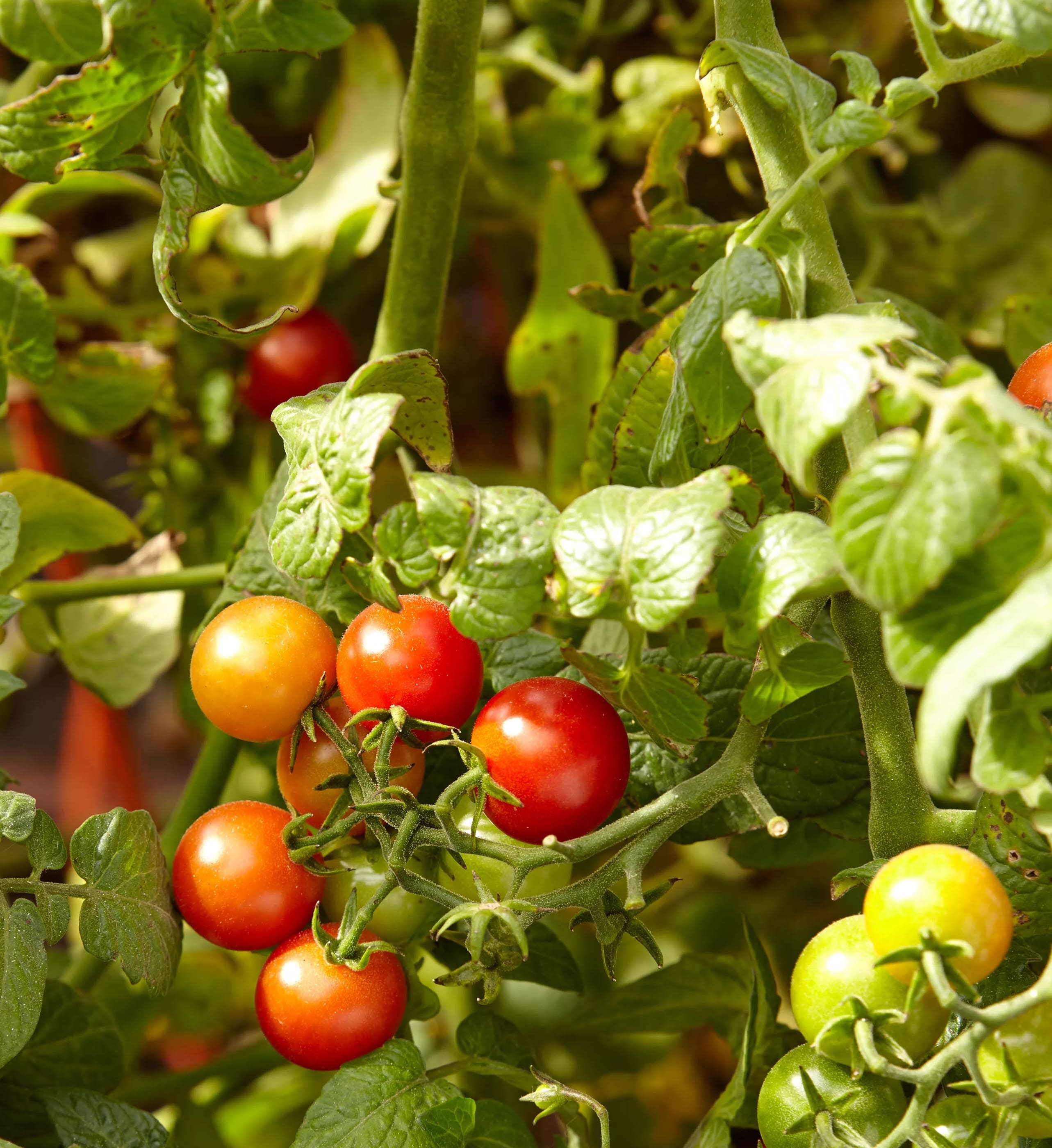 Kuinka usein tomaatteja kastellaan, sekä 6 tomaattien kasteluvinkkiä.