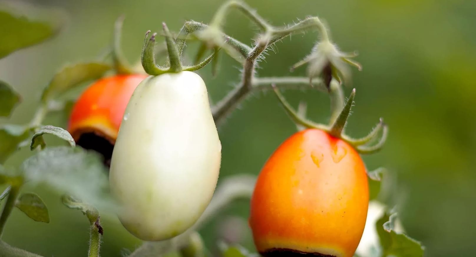 4 Helppoa tapaa estää tomaattimätä, joka voi pilata satosi
