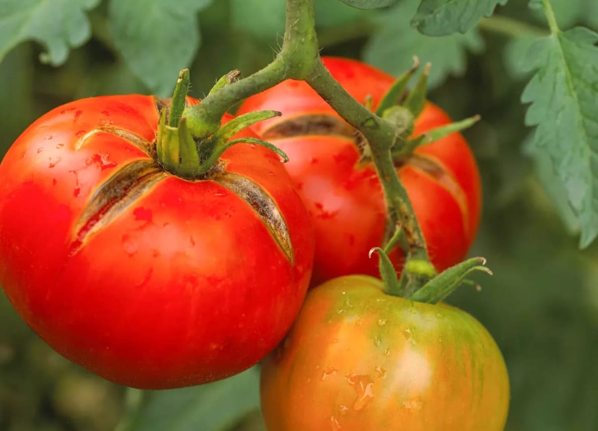 Miksi tomaatit halkeilevat? Tämä on syy ja miten se korjataan
