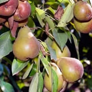 Parhaat päärynäpuulajit, joita kannattaa kasvattaa ilmastossasi