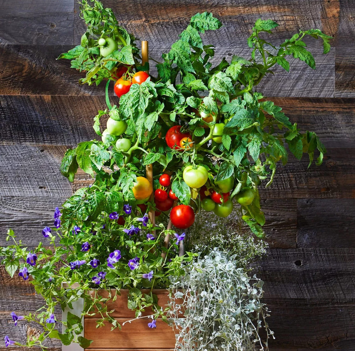 7 Tärkeää vinkkiä tomaattien panostamiseen paremman sadon saamiseksi.