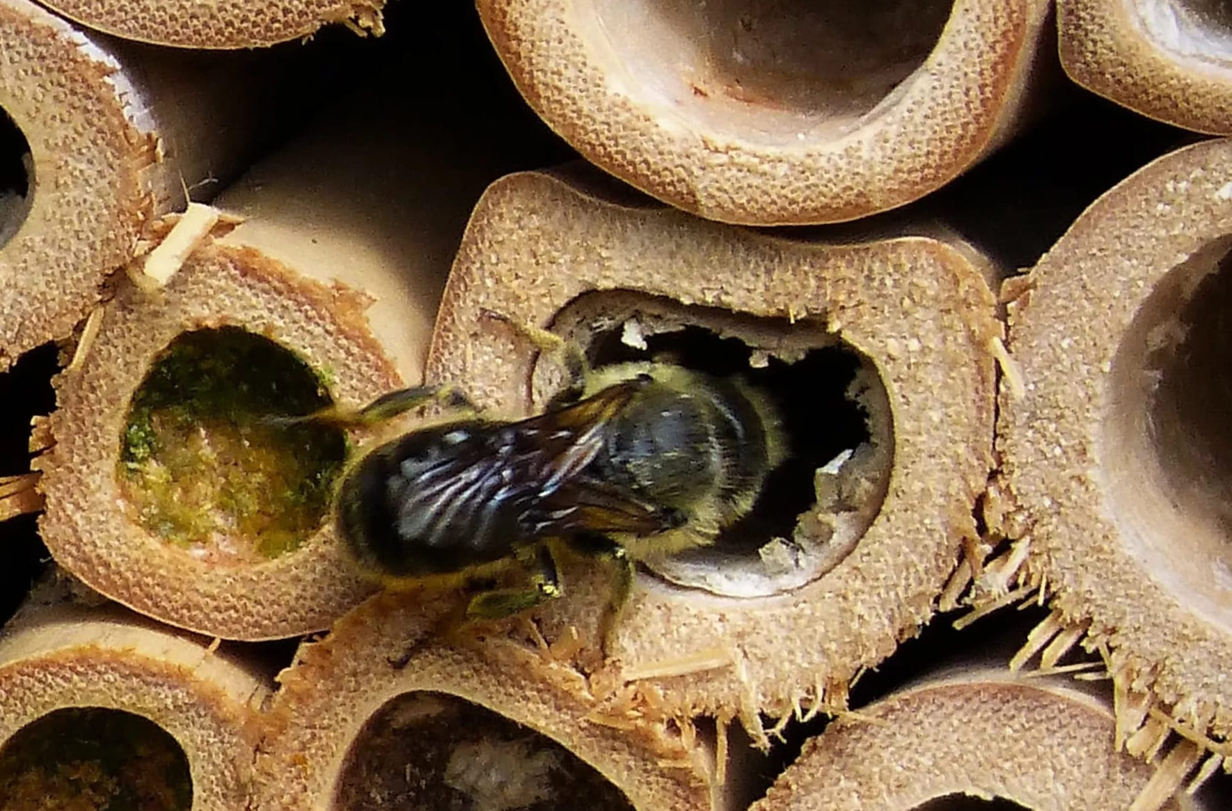 Miten mehiläispesä puhdistetaan?