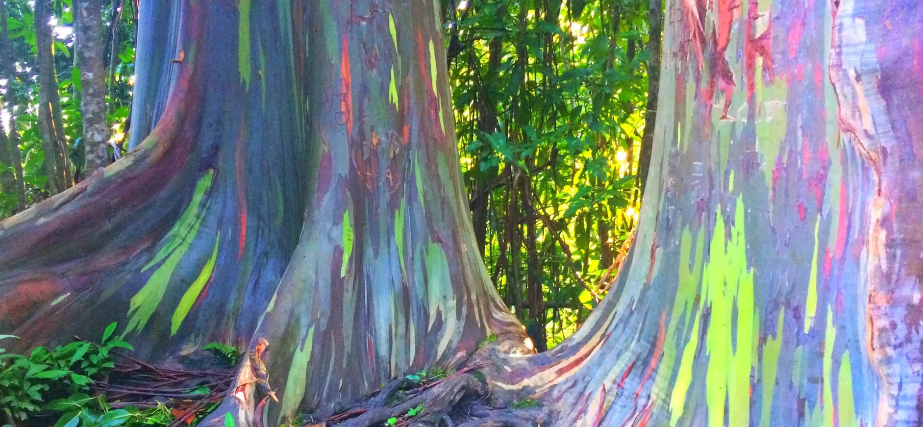 Sateenkaari-eukalyptuspuut ovat epätodellisen kauniita