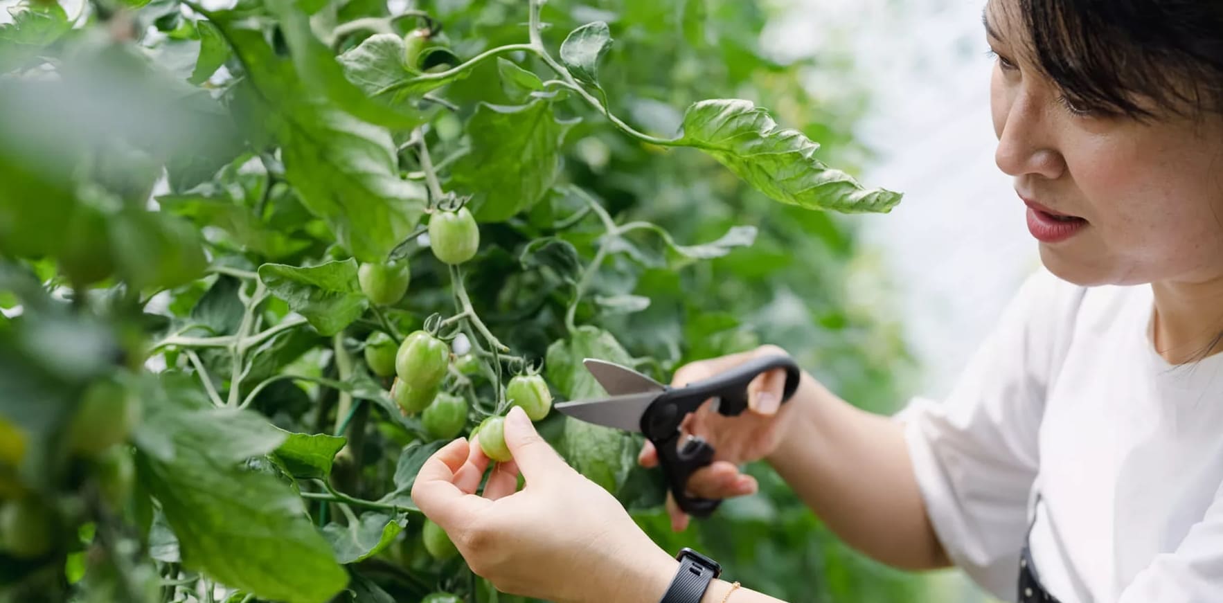 6 Yksinkertaista vinkkiä tomaattikasvien leikkaamiseen sadon lisäämiseksi