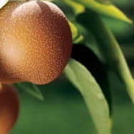 Parhaat päärynäpuulajit, joita kannattaa kasvattaa ilmastossasi
