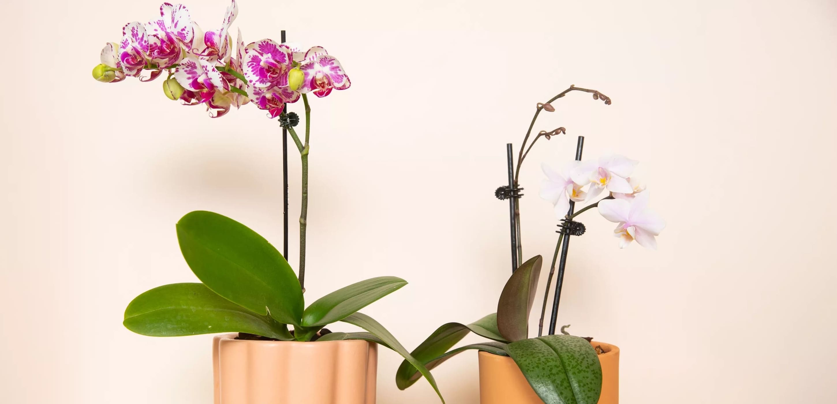 Paras orkideanhoito pitää nämä kauniit kasvit kukoistavina