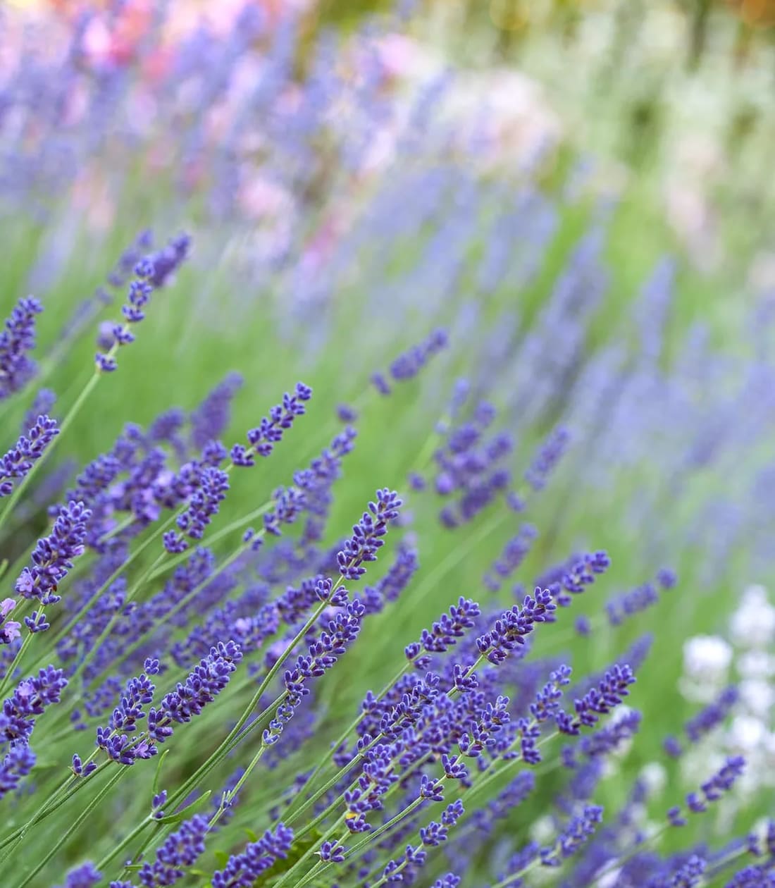 Milloin ja miten kerätä laventelia parhaan tuoksun saamiseksi?