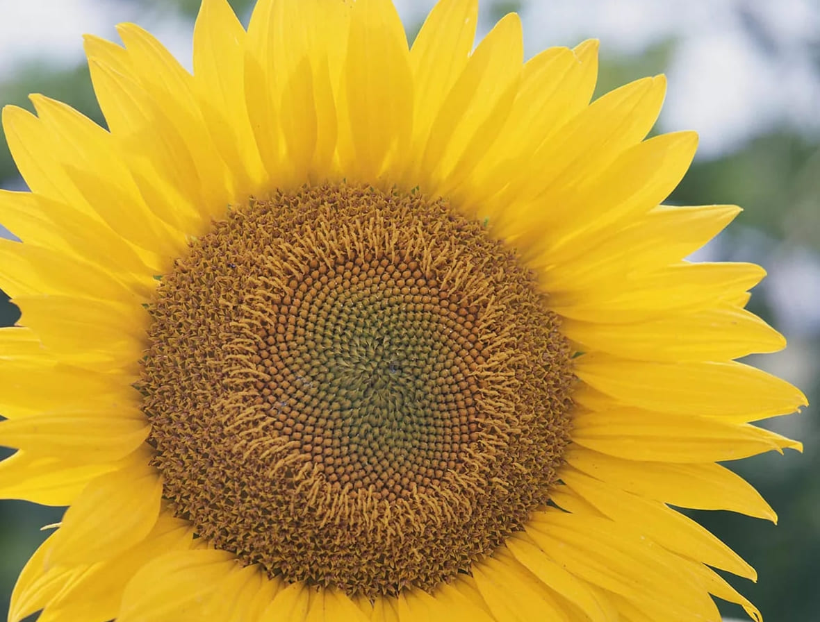 5 Faktaa auringonkukista, jotka saavat sinut haluamaan kasvattaa niitä
