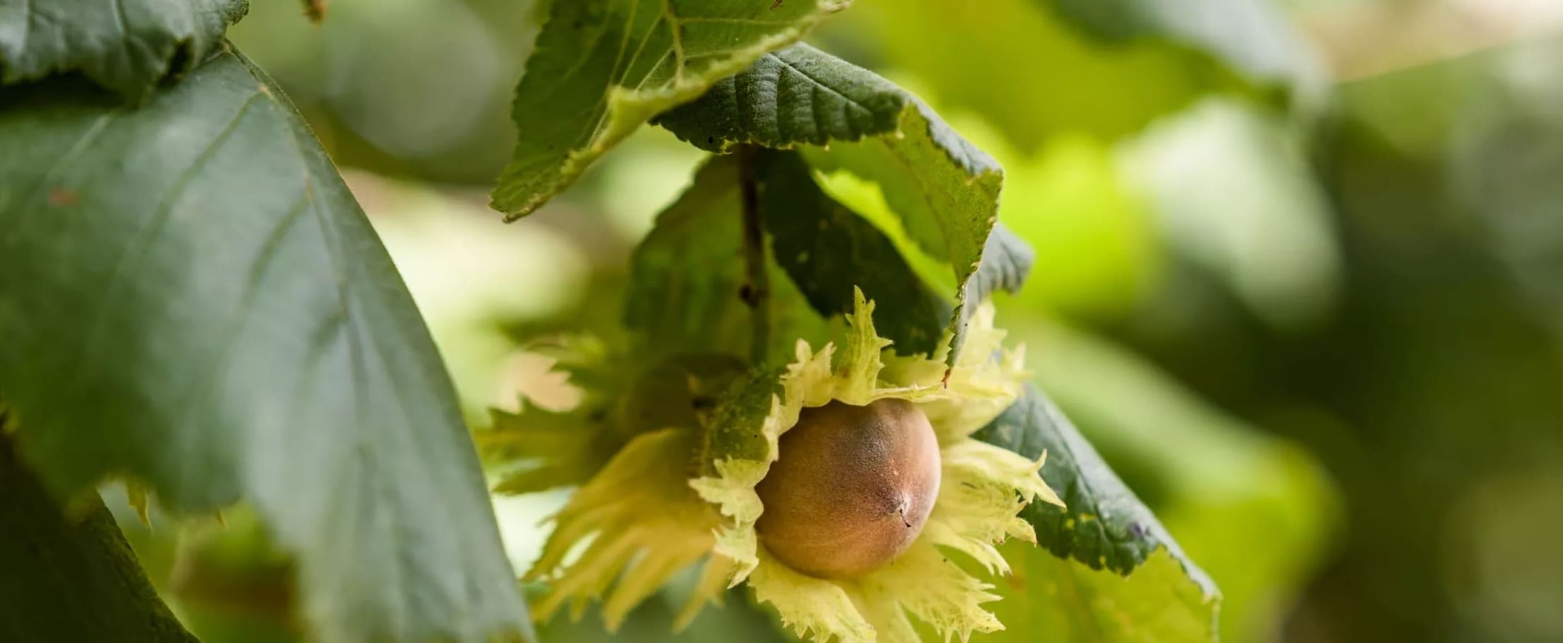 Amerikan hasselpähkinäpuiden istuttaminen ja kasvattaminen