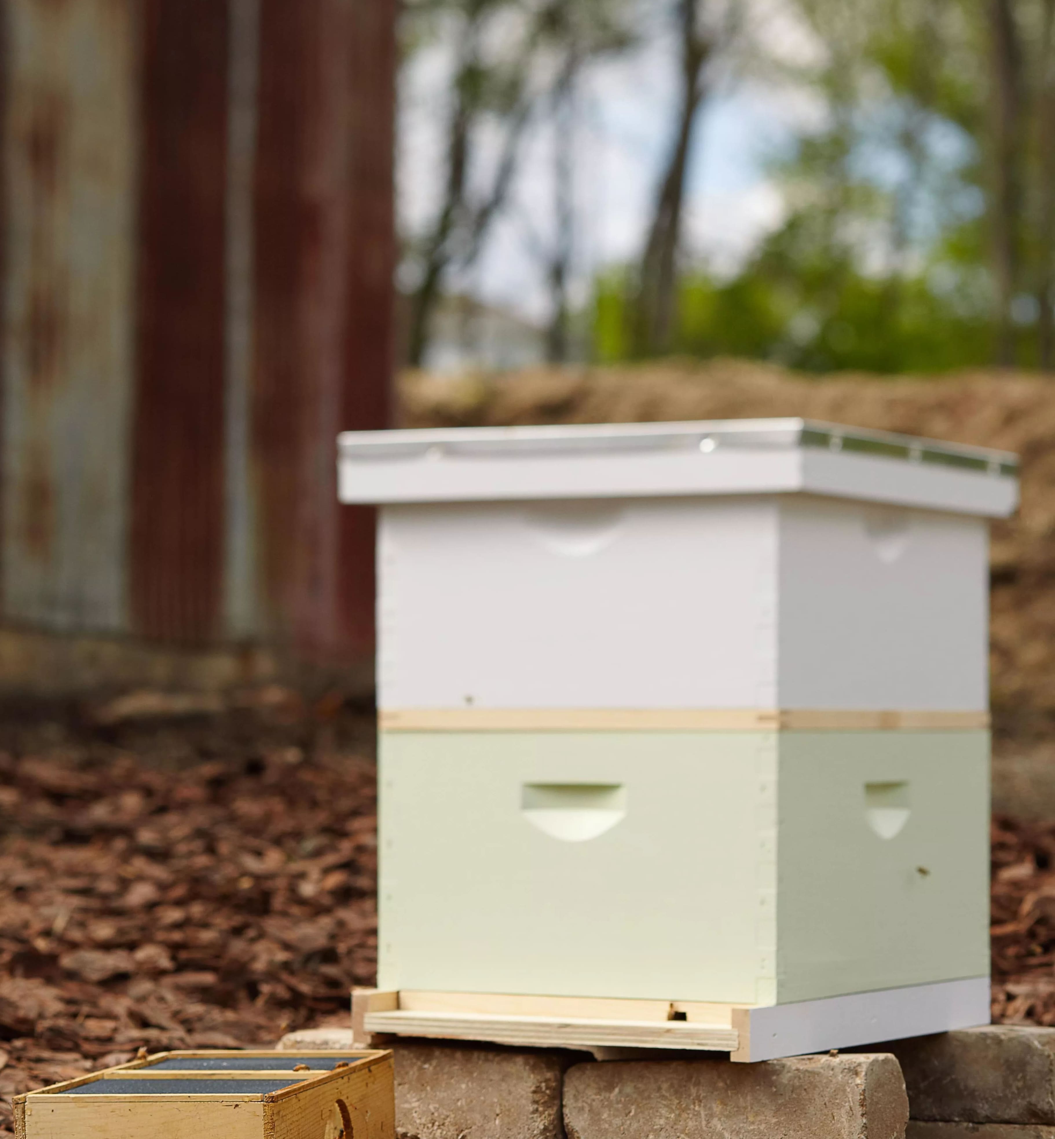 Kuinka perustaa mehiläispesä takapihallesi 5 yksinkertaisella askeleella?