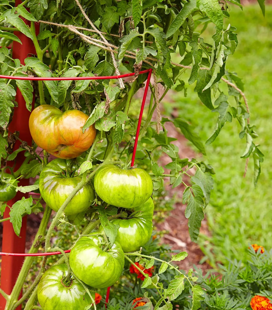 Tomaattikasvien istuttaminen ja kasvattaminen