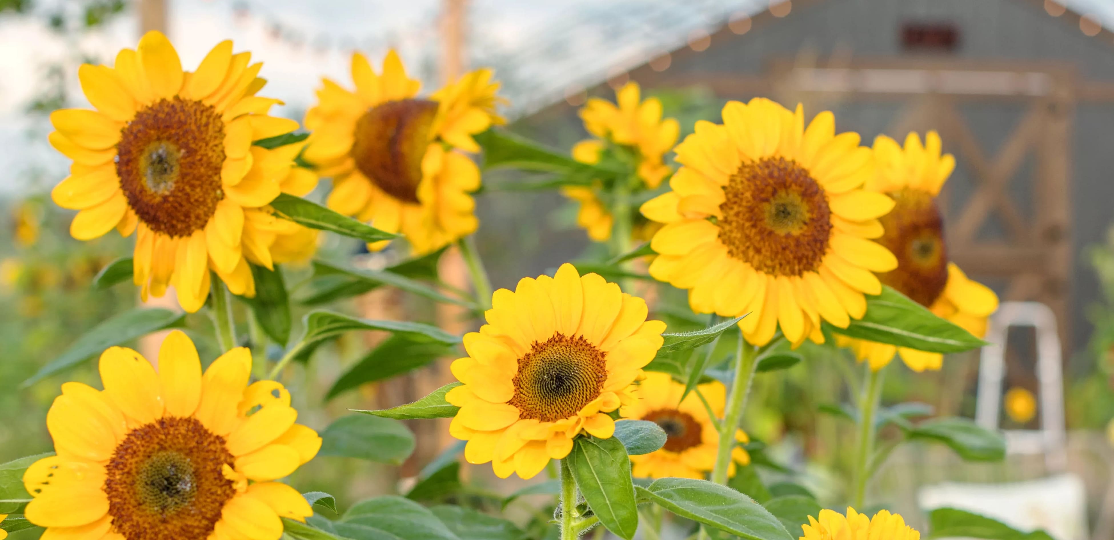 Kuinka kauan kestää auringonkukkien kasvaminen siemenestä?