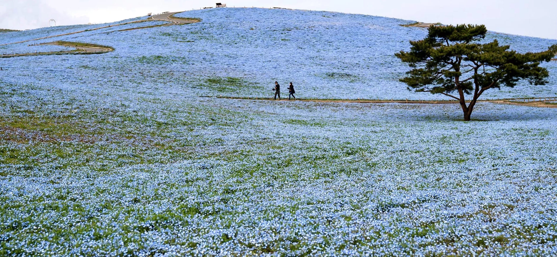 Miljoonat siniset kukat kukkivat tässä japanilaisessa puistossa, ja kuvat ovat hämmästyttäviä