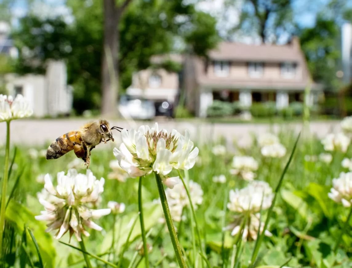 5 Tapaa osallistua ”No Mow May” -tapahtumaan ja auttaa mehiläisiä tänä keväänä