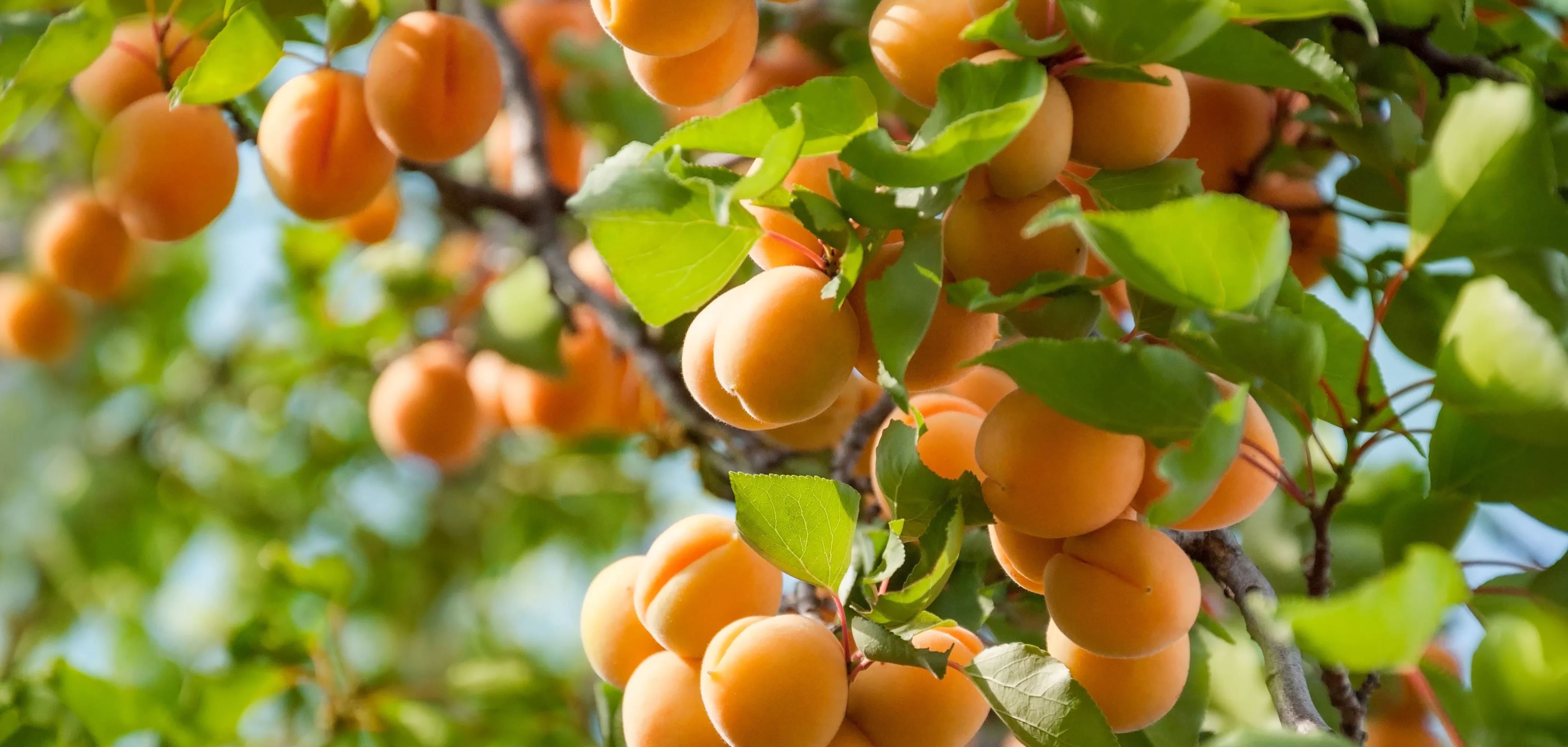 Aprikoosipuun istuttaminen ja kasvattaminen