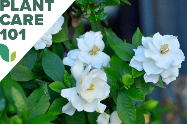 Kuinka kasvattaa gardenioita