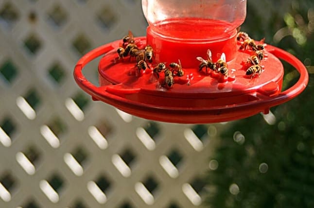 Miten pitää mehiläiset poissa kolibriruokintapaikoilta vahingoittamatta niitä?