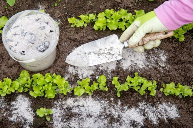 15 Salaista ainesosaa, jotka saavat puutarhasi kasvamaan