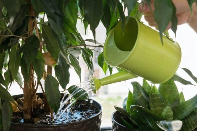 7 Merkkiä siitä, että kastelet kasveja liikaa – ja miten se korjataan