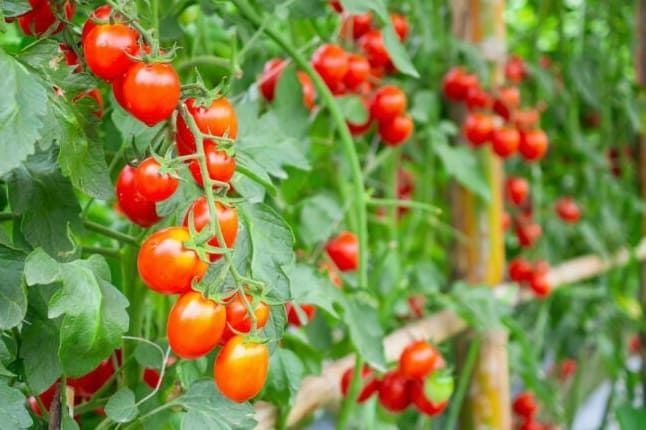 Määräytymiskykyiset ja määräämättömät tomaatit: Mikä on ero?