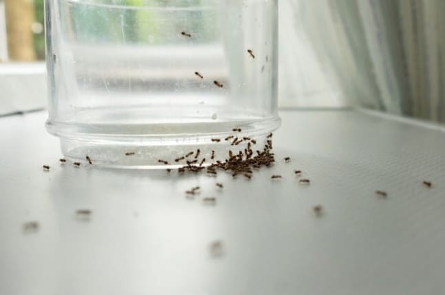 10 Muurahaistyyppiä, jotka jokaisen kodinomistajan tulisi tuntea…