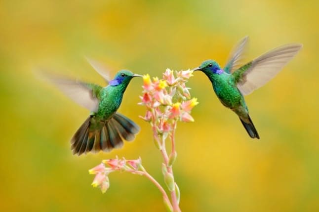 12 Sankarillista faktaa kolibreista, jotka saavat sinut haluamaan nähdä niitä enemmän takapihallasi