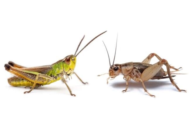 Sirkka vs. heinäsirkka: Kumpi äänekäs tuholainen tunkeutuu kotiisi tai puutarhaan?