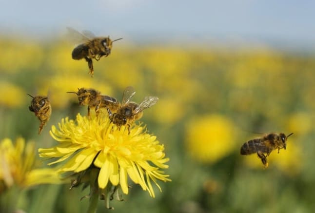 10 Mehiläistyyppiä, jotka kaikkien kodinomistajien tulisi tuntea…