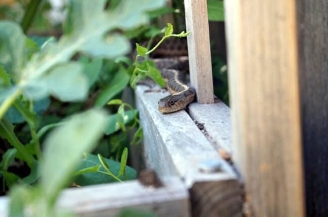 12 Käärmeitä hylkivää kasvia, jotka voivat auttaa tuhoeläinten torjunnassa puutarhassasi