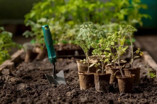 4 Asiaa, jotka on hyvä tietää puutarhanhoidosta kauden loppupuolella
