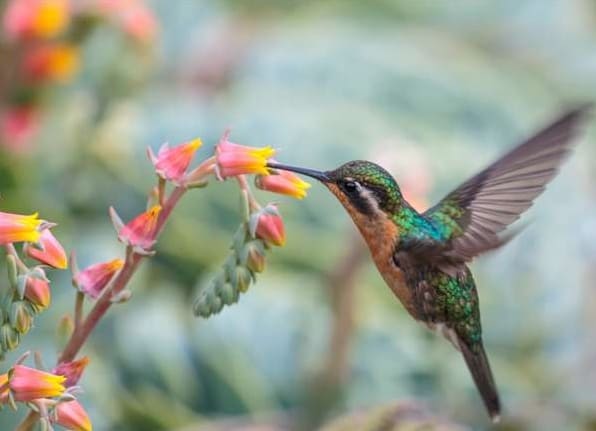 27 Upeaa kasvia, jotka houkuttelevat kolibreja puutarhaasi