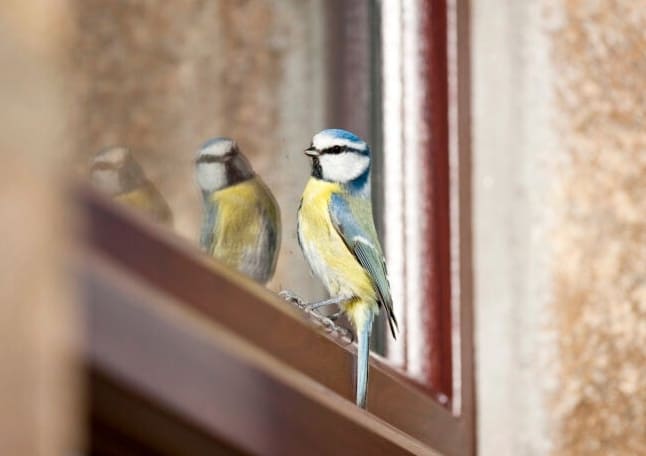 Kuinka tehdä ikkunoistasi lintujen kannalta turvalliset: 11 älykästä ratkaisua