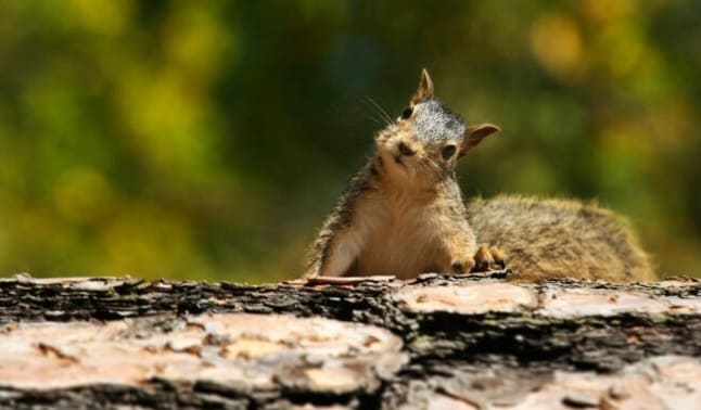 7 Oravatyyppiä, jotka jokaisen takapihalla asuvan tulisi tuntea