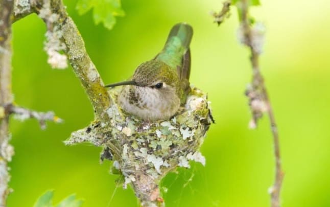 6 Uskomatonta asiaa kolibrin pesistä (6 uskomatonta asiaa kolibrin pesistä)