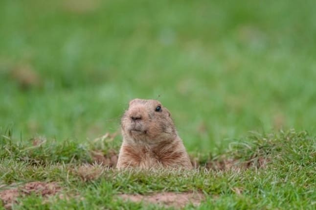 Gopher vs. Groundhog: Kumpi syöpäläisistä tunkeutuu nurmikolle ja puutarhaan?