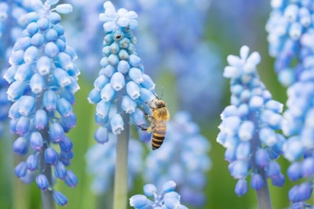 20 Kukkaa, jotka houkuttelevat mehiläisiä puutarhaasi
