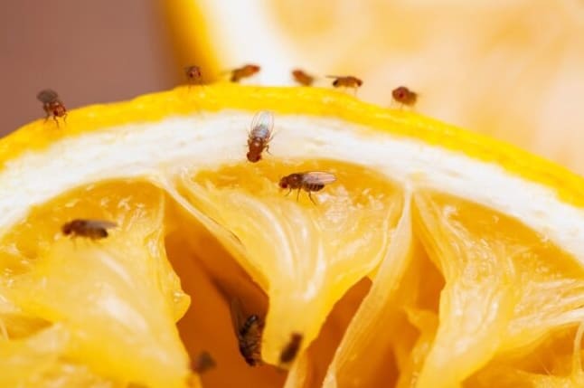Kuinka päästä eroon hedelmäkärpäsistä: 5 DIY-loukkua