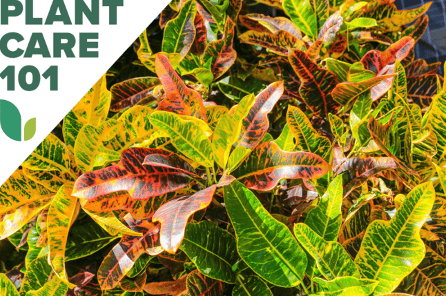 Croton-kasvien hoito: Tämän vaativan lajin hallitseminen sisätiloissa