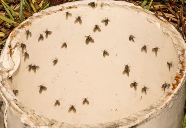 8 Hyönteistä, jotka saattavat olla talosi pieniä mustia lentäviä ötököitä (jotka eivät ole hedelmäkärpäsiä).