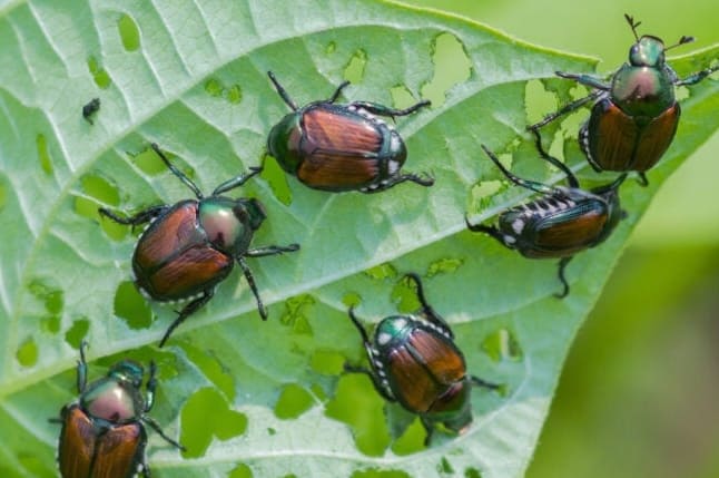 10 Kovakuoriaistyyppiä, jotka jokaisen kodinomistajan pitäisi tuntea…