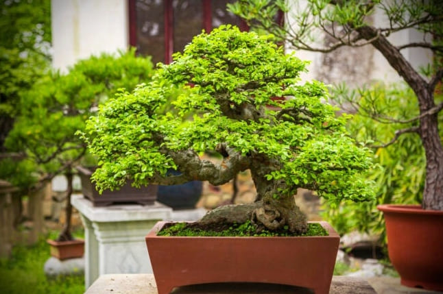 6 Bonsai-puutyyppiä, jotka ovat parhaita aloittelijoille