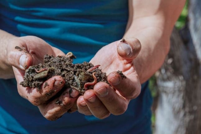 7 Syytä rakastaa kastematoja – ja miten houkutella niitä lisää puutarhaanne