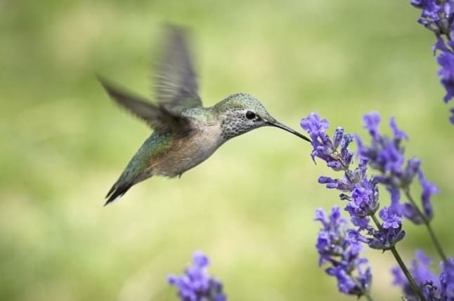 6 Varmaa tapaa houkutella kolibreja pihallesi