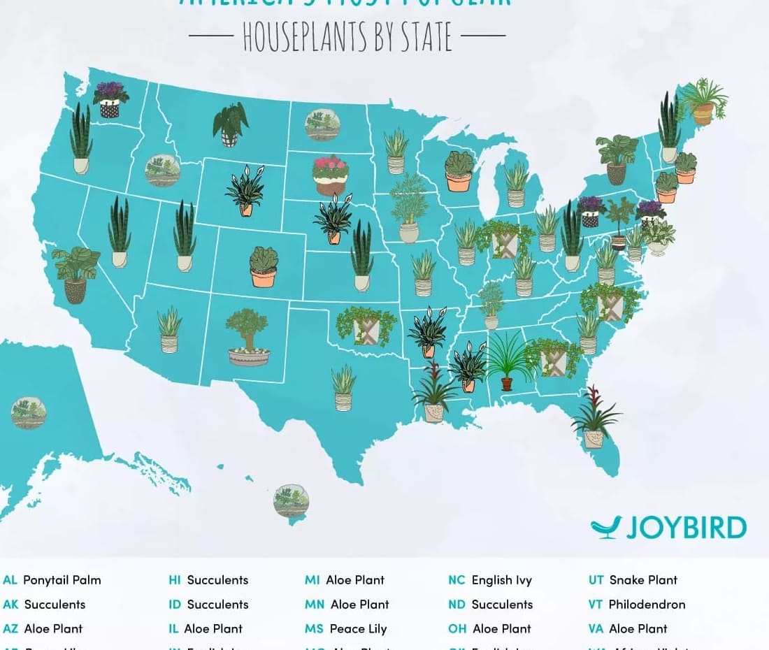 Nämä ovat suosituimmat huonekasvit jokaisessa osavaltiossa