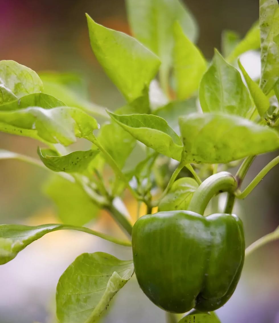 9 Pienoiskoossa kasvavaa vihannesta ja hedelmää, joita voit kasvattaa puutarhassasi