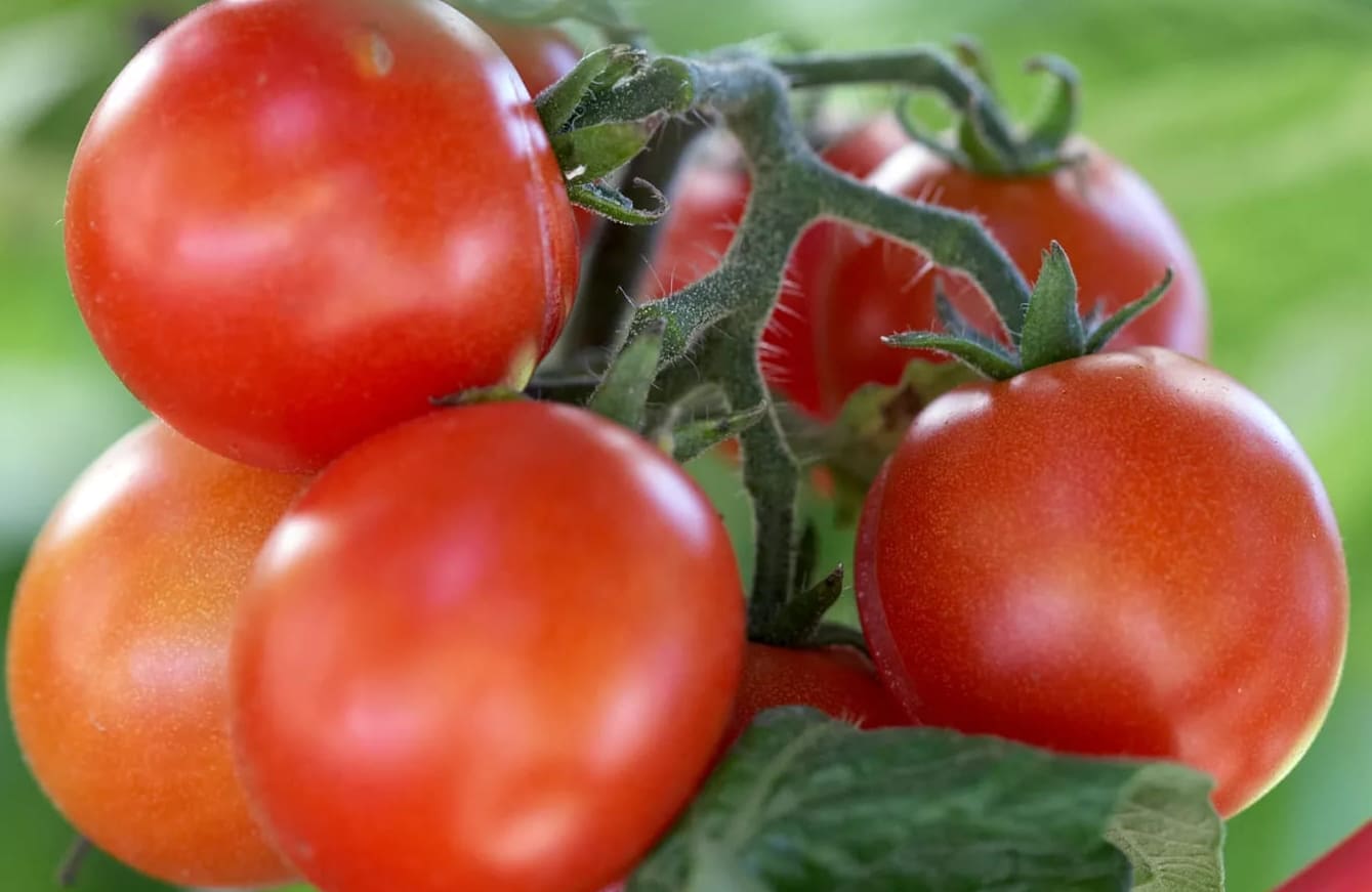 Miten lannoittaa tomaatteja suurta satoa varten?