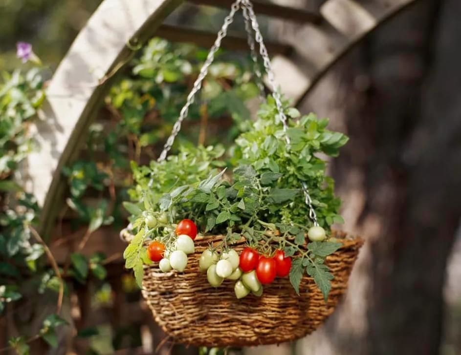 Vinkkejä tomaattien kasvattamiseen roikkuvissa istutuskasveissa mehukkaiden ja tuoreiden tulosten saamiseksi