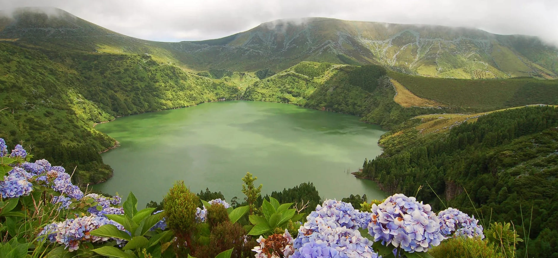 Tällä pienellä tulivuorisaarella on kauneimmat siniset hortensiat