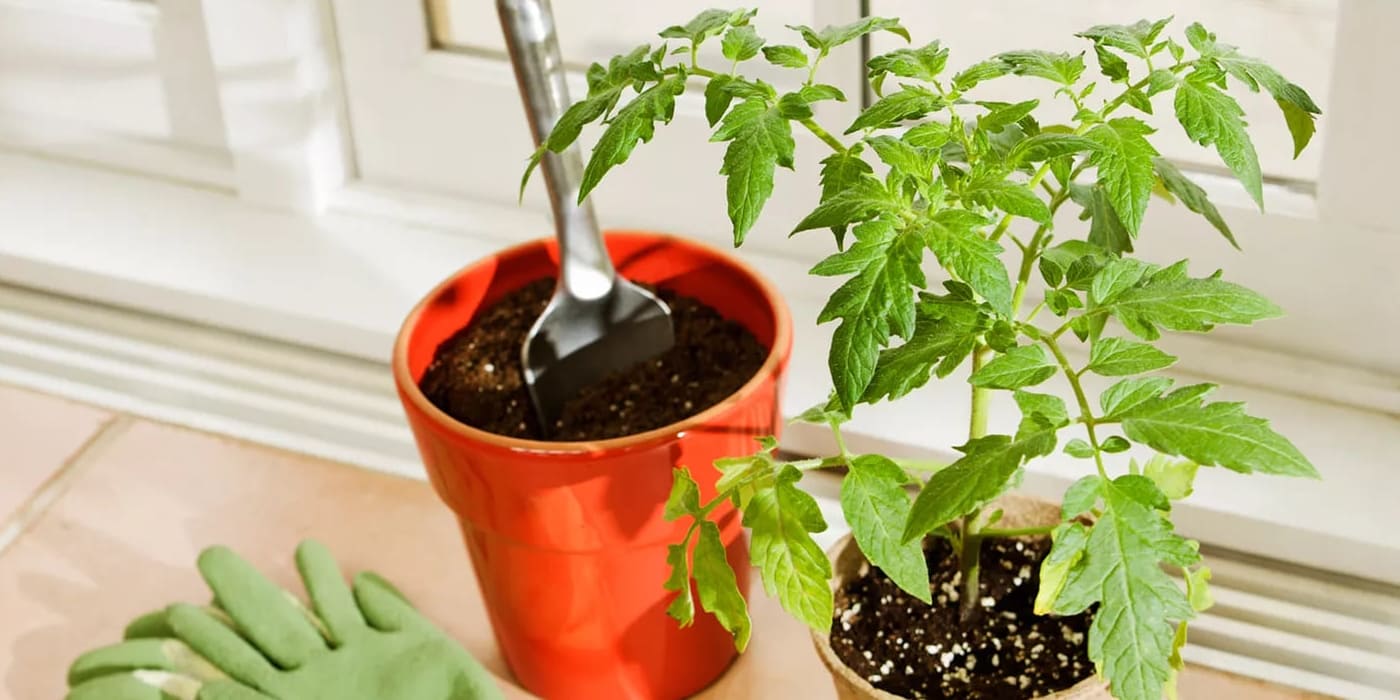 10 Tärkeää vinkkiä tomaattien kasvattamiseen sisätiloissa